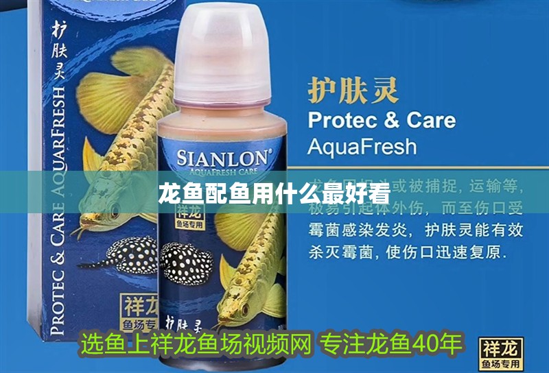龍魚配魚用什么最好看