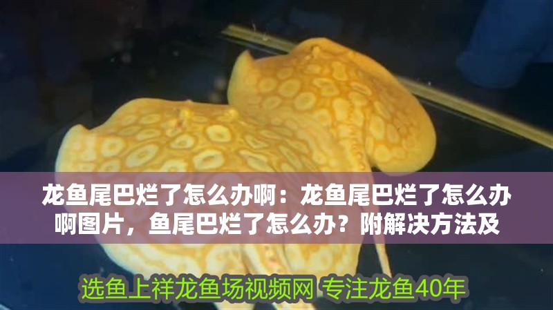 龍魚(yú)尾巴爛了怎么辦啊：龍魚(yú)尾巴爛了怎么辦啊圖片，魚(yú)尾巴爛了怎么辦？附解決方法及