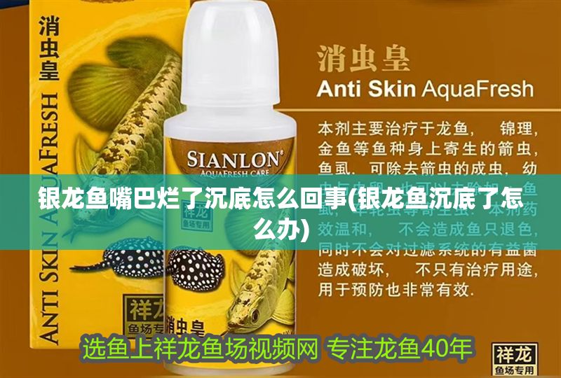 銀龍魚嘴巴爛了沉底怎么回事(銀龍魚沉底了怎么辦) 銀龍魚百科 第1張 銀龍魚嘴巴爛了沉底怎么回事(銀龍魚沉底了怎么辦) 銀龍魚嘴巴爛了沉底怎么回事(銀龍魚沉底了怎么辦) 銀龍魚百科 第1張