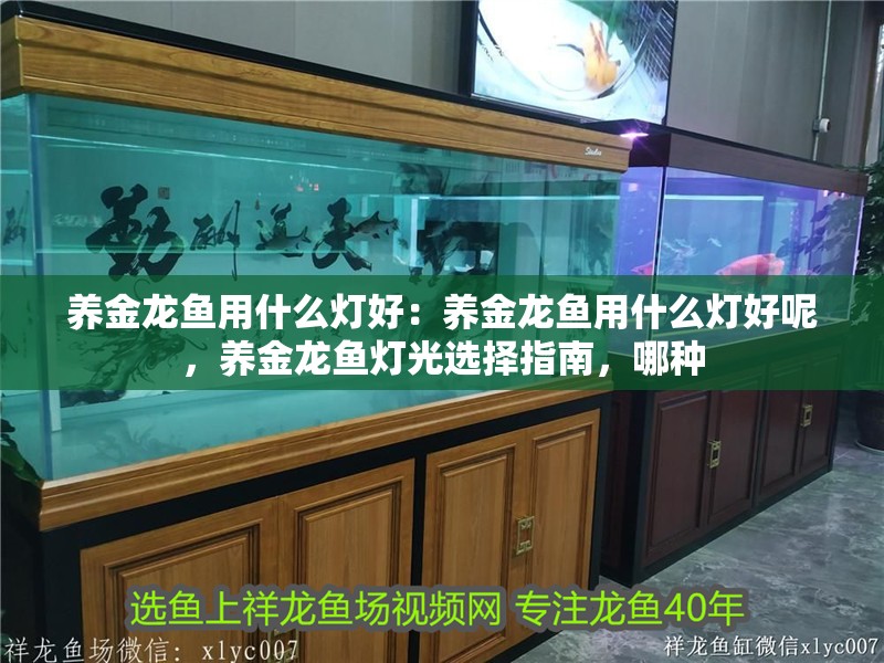 養金龍魚用什么燈好：養金龍魚用什么燈好呢，養金龍魚燈光選擇指南，哪種 養金龍魚用什么燈好：養金龍魚用什么燈好呢，養金龍魚燈光選擇指南，哪種 水族問答
