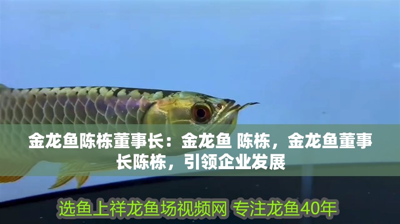 金龍魚陳棟董事長：金龍魚 陳棟，金龍魚董事長陳棟，引領企業發展
