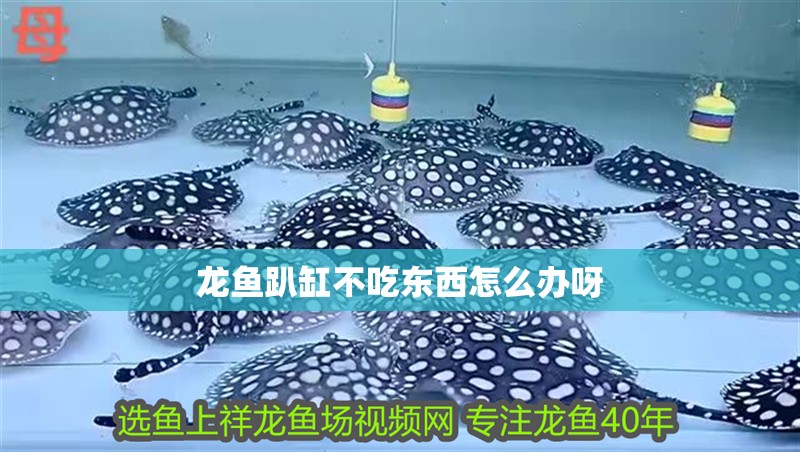 龍魚趴缸不吃東西怎么辦呀