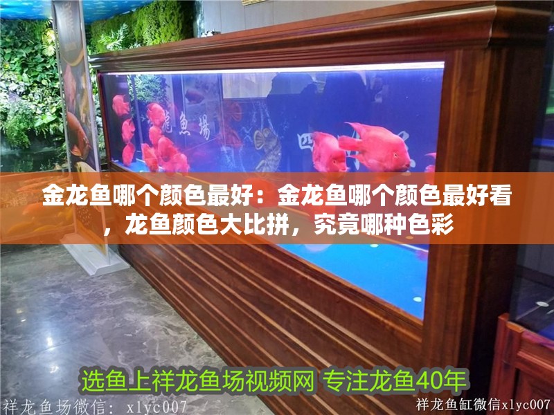 金龍魚哪個顏色最好：金龍魚哪個顏色最好看，龍魚顏色大比拼，究竟哪種色彩