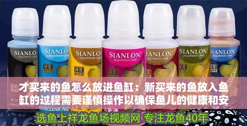 才買來(lái)的魚怎么放進(jìn)魚缸：新買來(lái)的魚放入魚缸的過(guò)程需要謹(jǐn)慎操作以確保魚兒的健康和安全