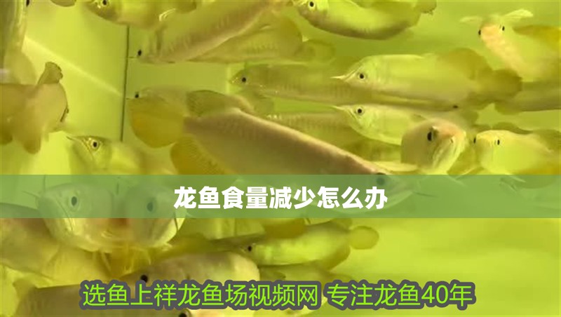 龍魚食量減少怎么辦