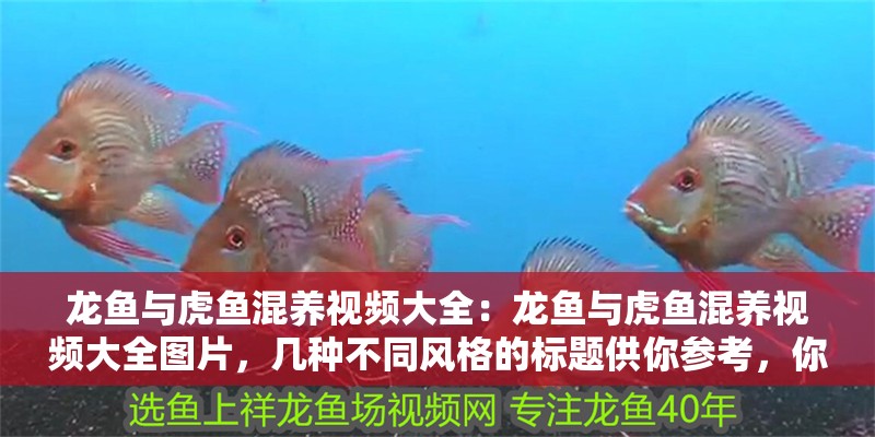 龍魚與虎魚混養視頻大全：龍魚與虎魚混養視頻大全圖片，幾種不同風格的標題供你參考，你可以根據實際需求進行選擇，，直白實用型，龍魚&虎魚混養全記錄，視頻+圖片大集合，吸睛好奇型，驚艷！龍魚與虎魚同缸混養精彩視頻及美圖全覽，文藝氛圍型，邂逅奇妙水族世界，龍魚、虎魚混