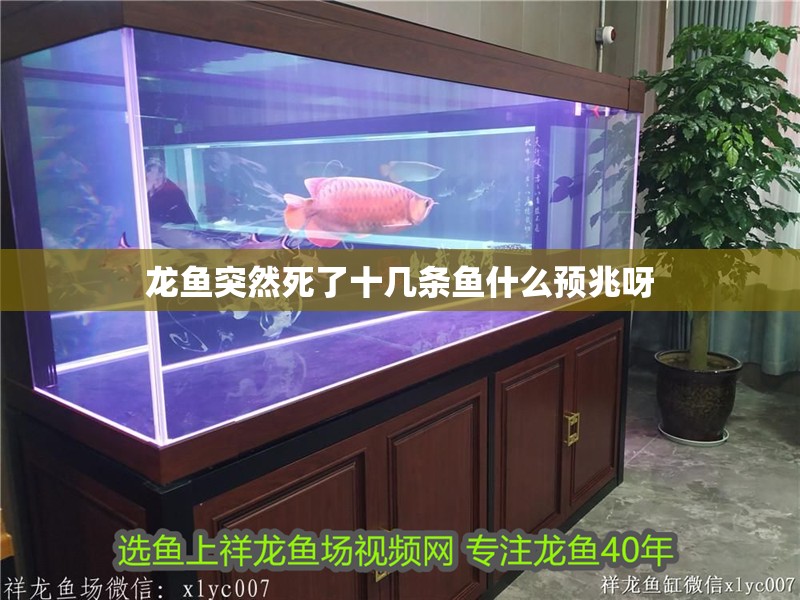 龍魚突然死了十幾條魚什么預兆呀 龍魚突然死了十幾條魚什么預兆呀 龍魚百科