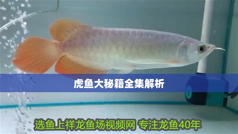 虎魚大秘籍全集解析