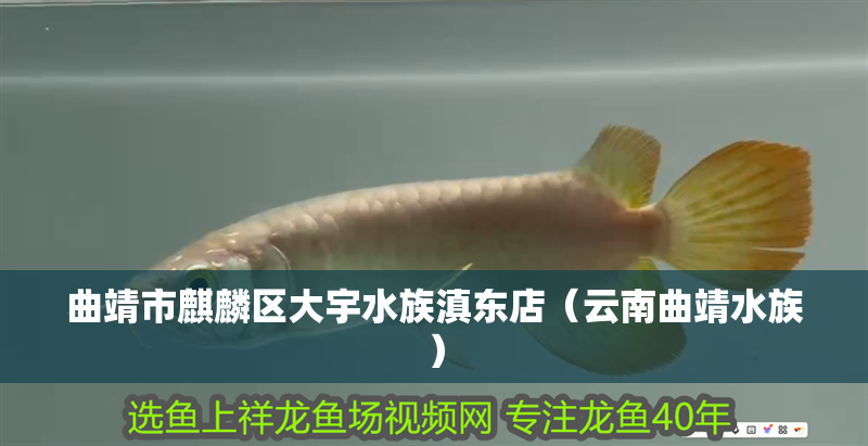 曲靖市麒麟?yún)^(qū)大宇水族滇東店（云南曲靖水族）