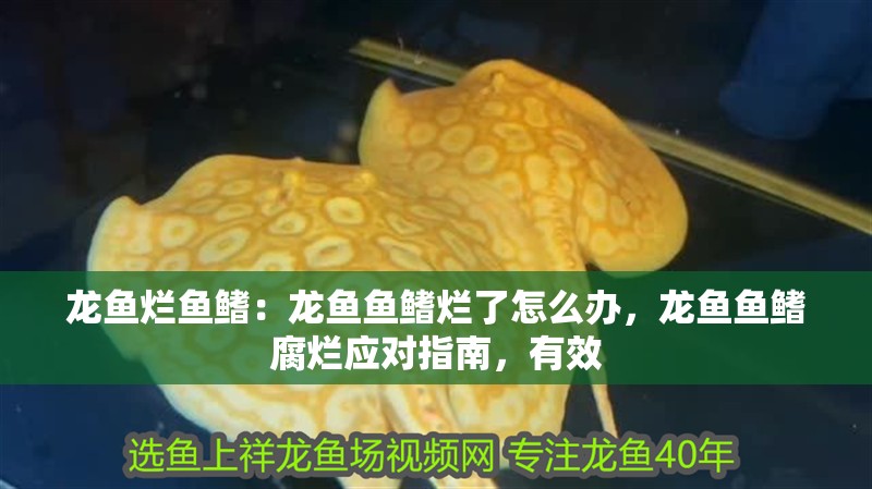 龍魚爛魚鰭：龍魚魚鰭爛了怎么辦，龍魚魚鰭腐爛應(yīng)對指南，有效