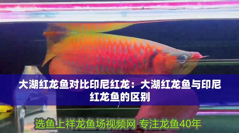 龍魚缸選擇什么牌子好一點，龍魚缸品牌選擇指南 龍魚缸選擇什么牌子好一點，龍魚缸品牌選擇指南 魚缸百科 第1張