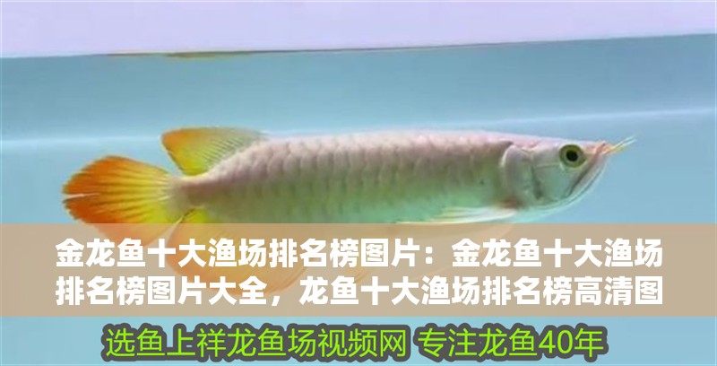 金龍魚十大漁場排名榜圖片：金龍魚十大漁場排名榜圖片大全，龍魚十大漁場排名榜高清圖