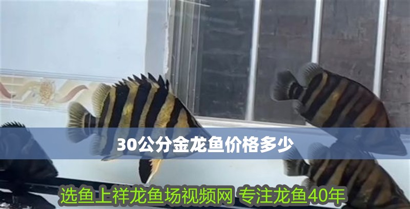 30公分金龍魚價格多少