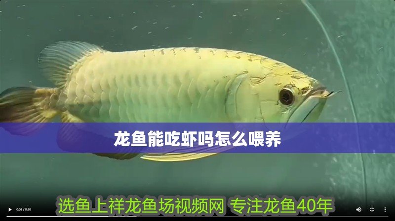 龍魚能吃蝦嗎怎么喂養 龍魚能吃蝦嗎怎么喂養 龍魚百科