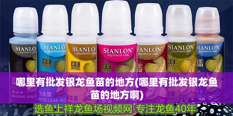 哪里有批發(fā)銀龍魚苗的地方(哪里有批發(fā)銀龍魚苗的地方啊) 哪里有批發(fā)銀龍魚苗的地方(哪里有批發(fā)銀龍魚苗的地方啊) 銀龍魚百科
