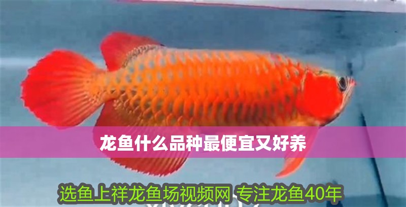 龍魚什么品種最便宜又好養(yǎng)