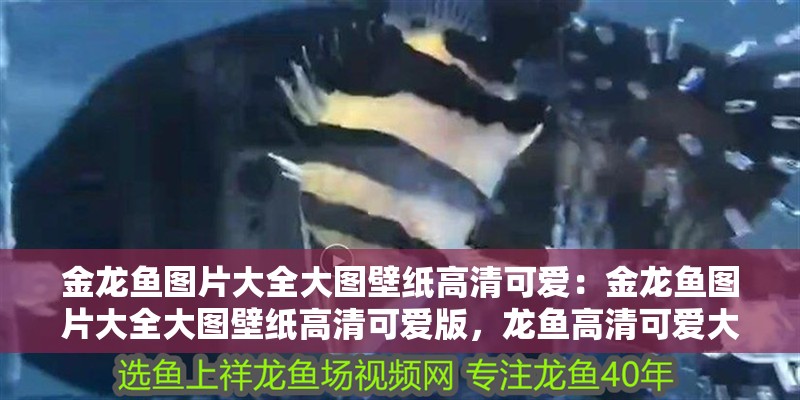 金龍魚圖片大全大圖壁紙高清可愛：金龍魚圖片大全大圖壁紙高清可愛版，龍魚高清可愛大 金龍魚圖片大全大圖壁紙高清可愛：金龍魚圖片大全大圖壁紙高清可愛版，龍魚高清可愛大 水族問答