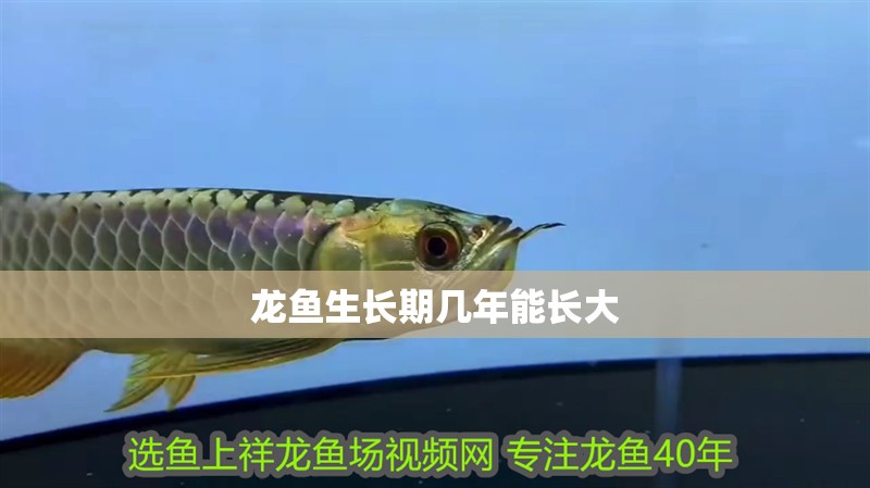 龍魚生長期幾年能長大