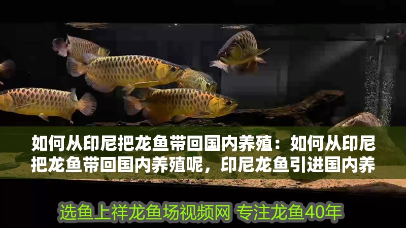 如何從印尼把龍魚帶回國內(nèi)養(yǎng)殖：如何從印尼把龍魚帶回國內(nèi)養(yǎng)殖呢，印尼龍魚引進國內(nèi)養(yǎng)殖全攻略
