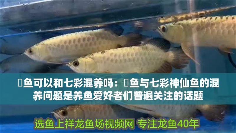 魟魚可以和七彩混養(yǎng)嗎：魟魚與七彩神仙魚的混養(yǎng)問題是養(yǎng)魚愛好者們普遍關(guān)注的話題