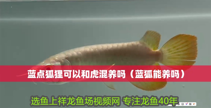 藍(lán)點(diǎn)狐貍可以和虎混養(yǎng)嗎（藍(lán)狐能養(yǎng)嗎）