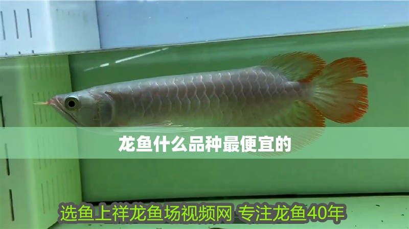 龍魚什么品種最便宜的
