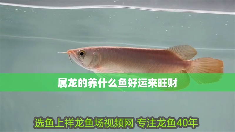 屬龍的養什么魚好運來旺財