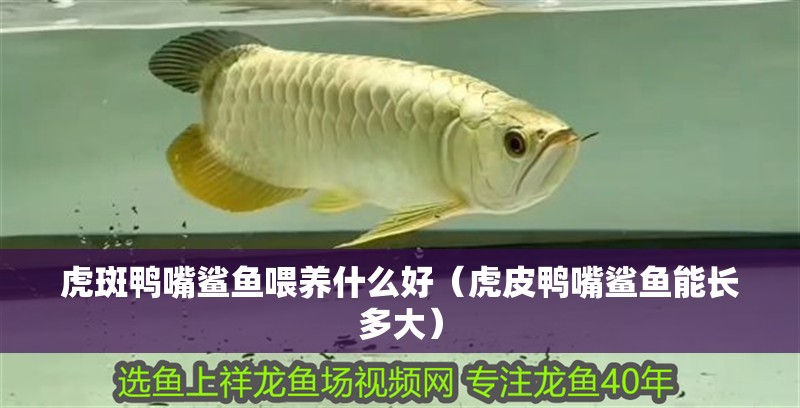 虎斑鴨嘴鯊魚喂養(yǎng)什么好（虎皮鴨嘴鯊魚能長多大）