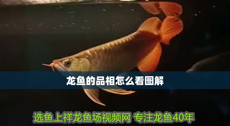 龍魚的品相怎么看圖解