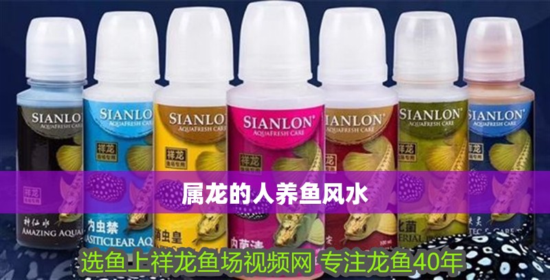 屬龍的人養魚風水