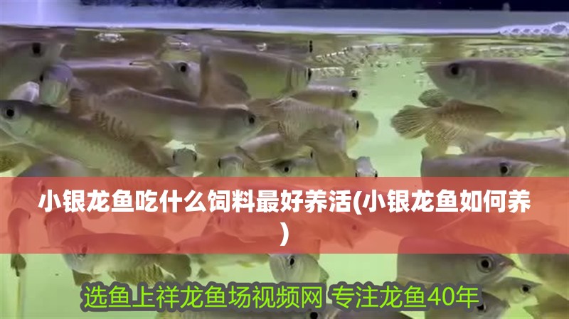 小銀龍魚吃什么飼料最好養(yǎng)活(小銀龍魚如何養(yǎng))