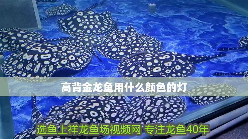 高背金龍魚用什么顏色的燈