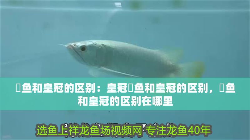 魟魚和皇冠的區(qū)別：皇冠魟魚和皇冠的區(qū)別，魟魚和皇冠的區(qū)別在哪里