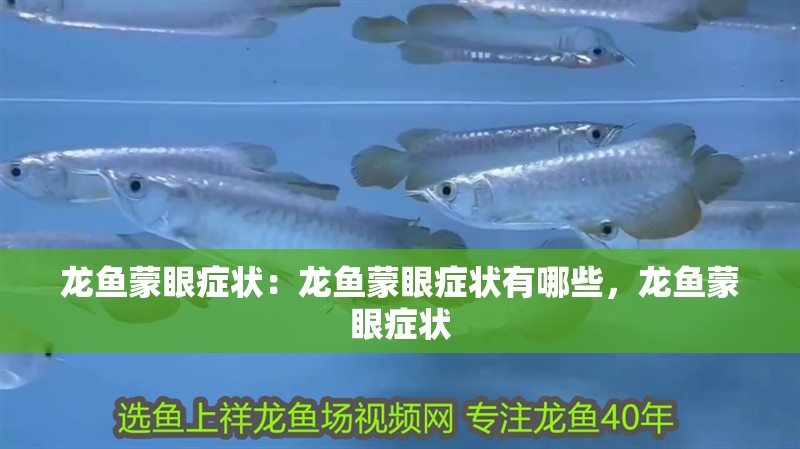 龍魚蒙眼癥狀:龍魚蒙眼癥狀有哪些,龍魚蒙眼癥狀 水族問答 龍魚蒙眼癥狀:龍魚蒙眼癥狀有哪些,龍魚蒙眼癥狀 龍魚蒙眼癥狀:龍魚蒙眼癥狀有哪些,龍魚蒙眼癥狀 水族問答