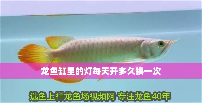 龍魚缸里的燈每天開多久換一次 龍魚百科 龍魚缸里的燈每天開多久換一次 龍魚缸里的燈每天開多久換一次 龍魚百科