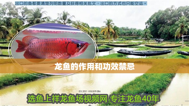 龍魚的作用和功效禁忌 龍魚百科 龍魚的作用和功效禁忌 龍魚的作用和功效禁忌 龍魚百科