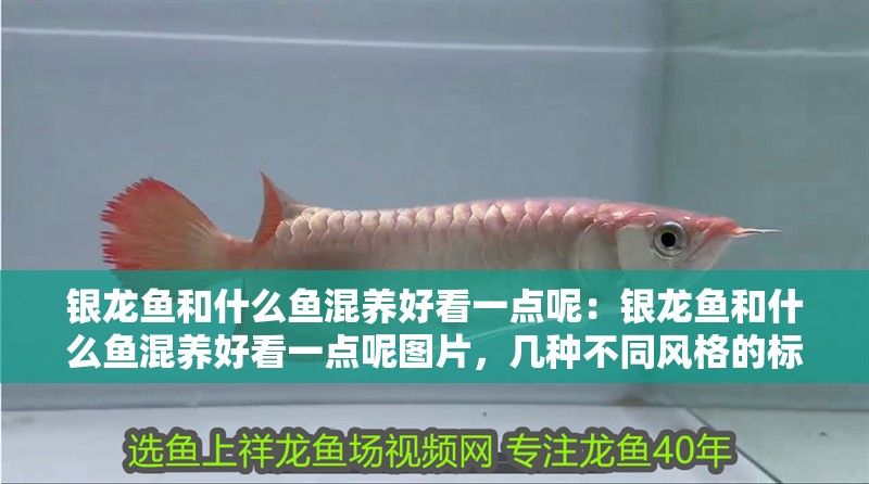 銀龍魚和什么魚混養(yǎng)好看一點(diǎn)呢：銀龍魚和什么魚混養(yǎng)好看一點(diǎn)呢圖片，幾種不同風(fēng)格的標(biāo)題供你選擇，，實(shí)用科普風(fēng)，銀龍魚適配混養(yǎng)觀賞魚種大揭秘，疑問引導(dǎo)風(fēng)，想給銀龍魚找顏值搭子？這些魚超合適！，活潑俏皮風(fēng)，銀龍魚的美搭伙伴都有誰