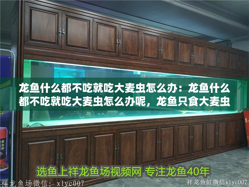 龍魚什么都不吃就吃大麥蟲怎么辦：龍魚什么都不吃就吃大麥蟲怎么辦呢，龍魚只食大麥蟲，該如何