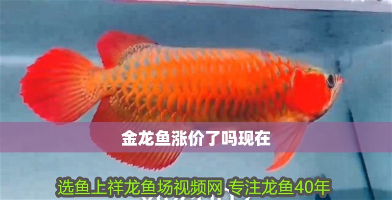 金龍魚漲價(jià)了嗎現(xiàn)在