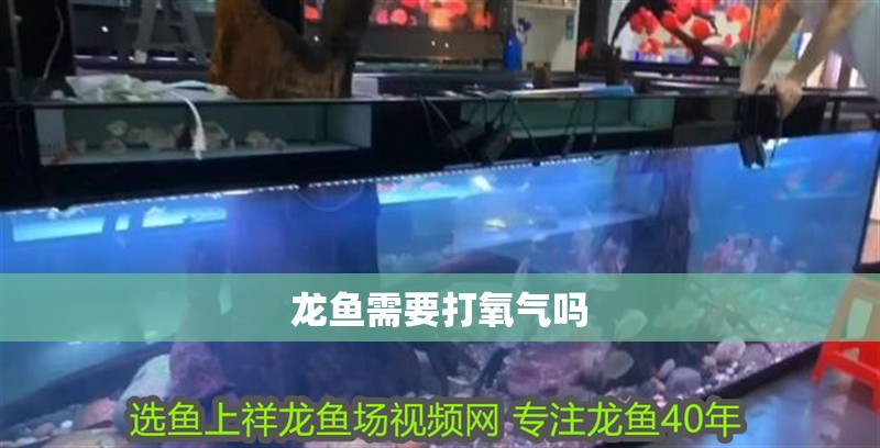 龍魚需要打氧氣嗎 龍魚需要打氧氣嗎 龍魚百科