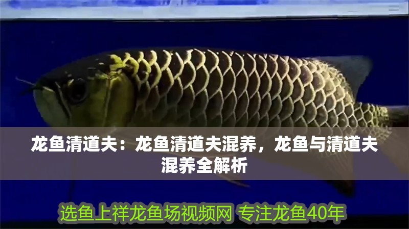 龍魚清道夫：龍魚清道夫混養(yǎng)，龍魚與清道夫混養(yǎng)全解析