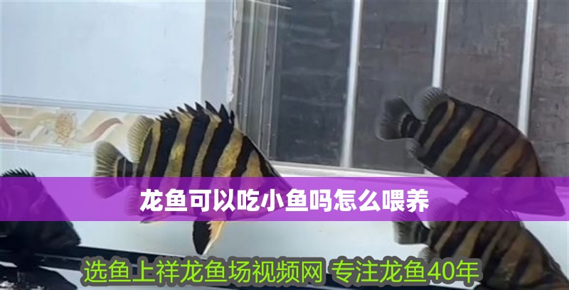 龍魚可以吃小魚嗎怎么喂養