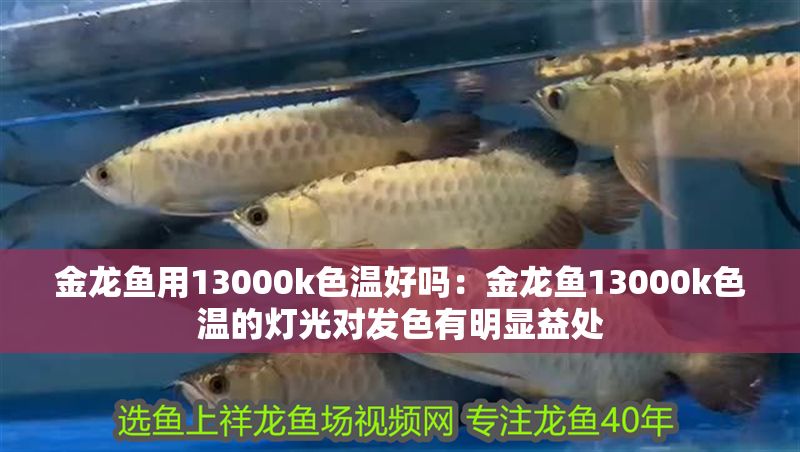 金龍魚用13000k色溫好嗎：金龍魚13000k色溫的燈光對發(fā)色有明顯益處