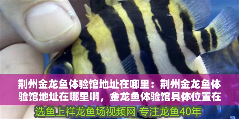 荊州金龍魚體驗館地址在哪里：荊州金龍魚體驗館地址在哪里啊，金龍魚體驗館具體位置在哪里？