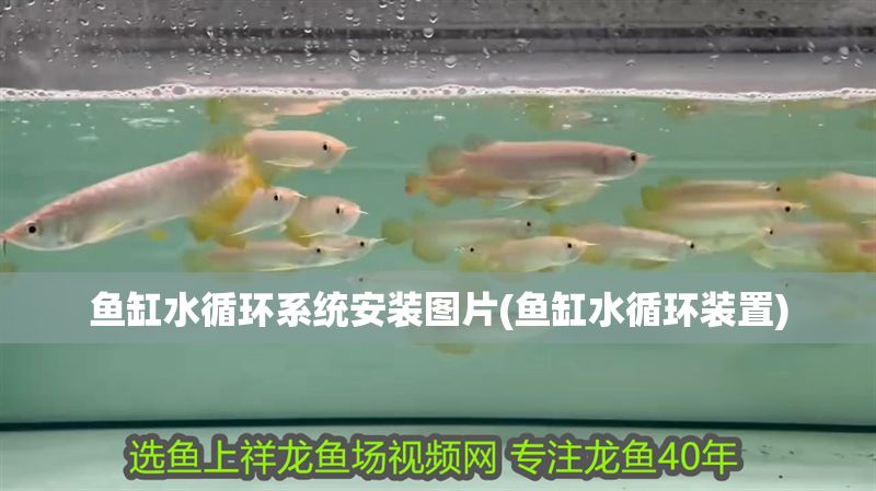 魚缸水循環系統安裝圖片(魚缸水循環裝置) 魚缸水循環系統安裝圖片(魚缸水循環裝置) 黃金貓魚百科 第1張