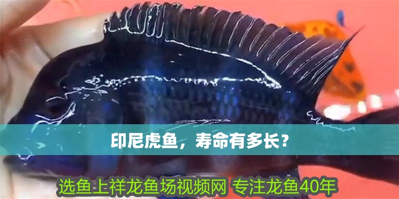 印尼虎魚，壽命有多長？