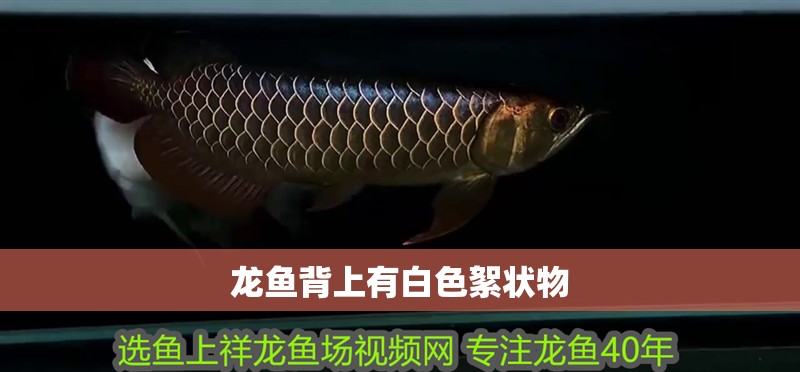 龍魚背上有白色絮狀物