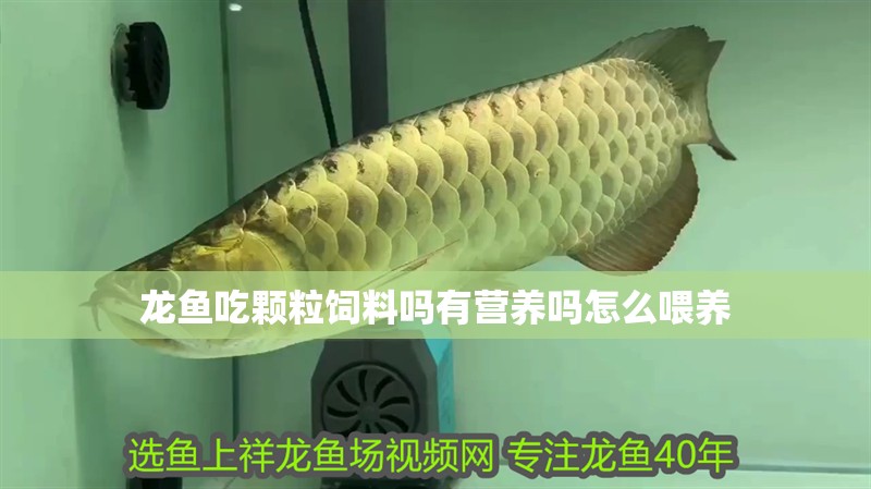 龍魚吃顆粒飼料嗎有營養嗎怎么喂養