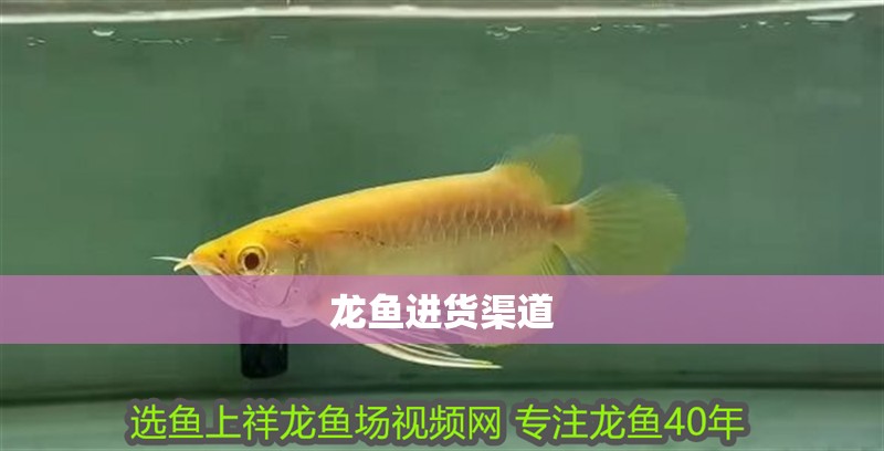 龍魚進貨渠道