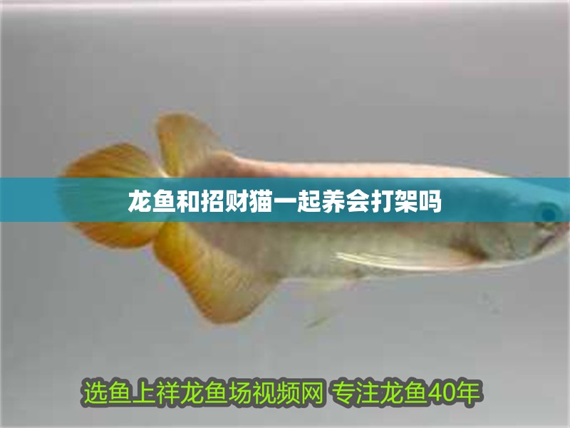 龍魚和招財貓一起養會打架嗎